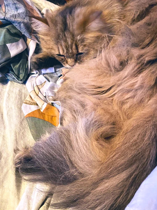 昨日玄関で私の靴に粗相したすやすや猫です 
