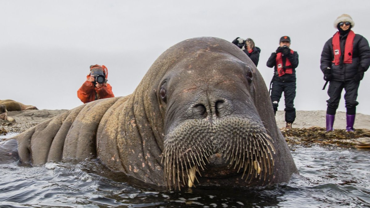 DrTOMontgomery's tweet image. #Nature #FreyaTheWalrus  #Walrus

So Norway threatens to kill Freya the walrus because people can't stop taking selfies, throwing things at her &amp;amp; swimming near her with their kids.

A perfect example of everything that's wrong with humanity.