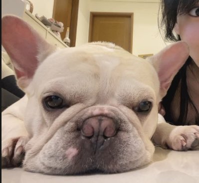 如何吸引我的注意？ 牽著一隻法鬥 肌肉男 不菸不酒 帶我吃真的好吃的滷肉飯 好像很簡單🥹🥹🥹🥹🥹 （法鬥真的很可愛） https://t.co/ARvW2B1vqF