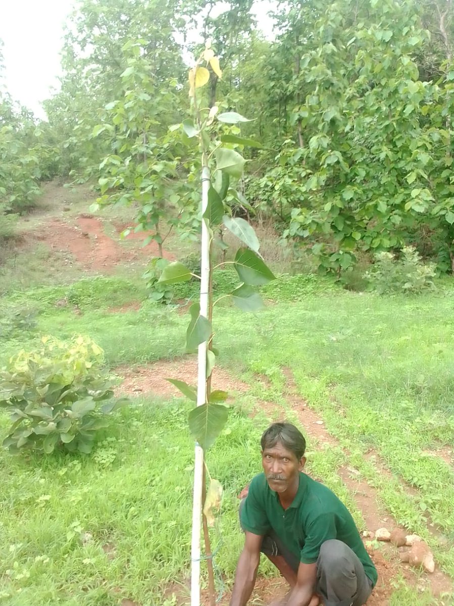 GulabNingwal's tweet photo. Ghar Ghar Tiranga ke sath sath Ghar Ghar Ek Plant jarur lagaye https://t.co/tnzLBm6Owv