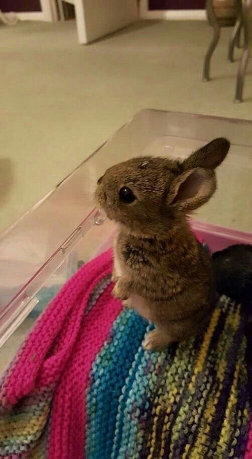 RabbitEveryHour's tweet photo. https://t.co/eqBogcnFaK