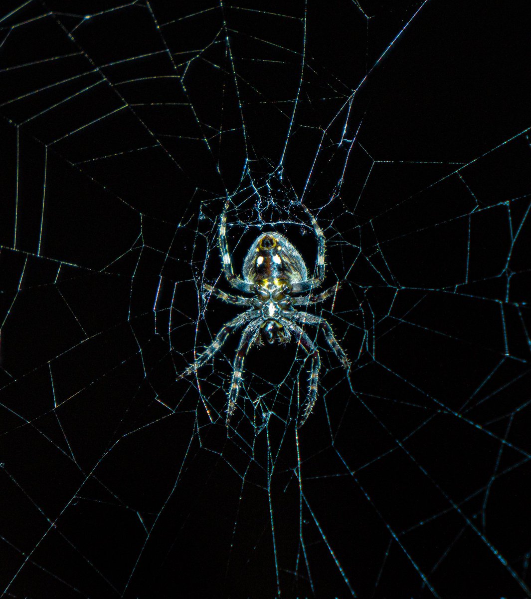 mo_shayaan's tweet photo. Saw this dude living rent free on my roof top... 🕸 🕷️ https://t.co/XK3e3ciHJr