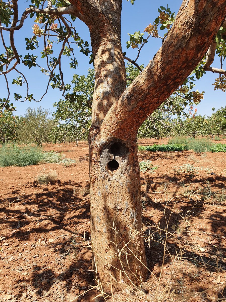 Ağaçkakan fıstık ağacında yuva yapınca, yuvasına yılan gelmesin diye ağaç kabuğunu gagalayıp reçine çıkmasına yol açıyor. Kendi yuvasını emniyete alması kendi açısından iyi bir strateji. Gerisi ağaç sahibinin sorunu...