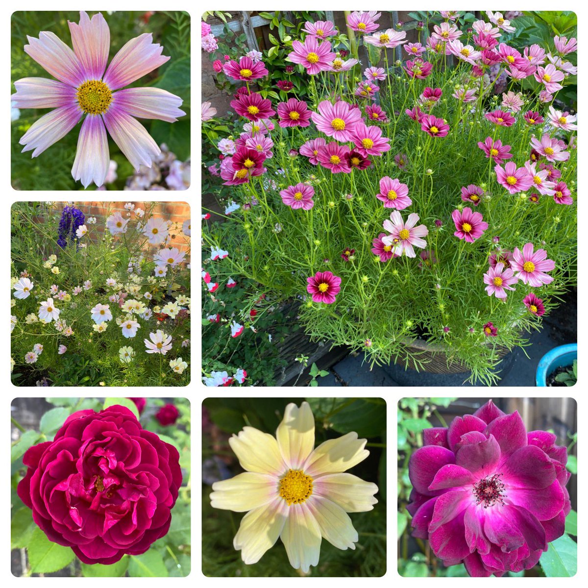 Not all of the Cosmos are doing so well but here are the best with a couple of roses for #sixonsaturday Will definitely  grow Cosmos Antiquity in a container again #mygarden