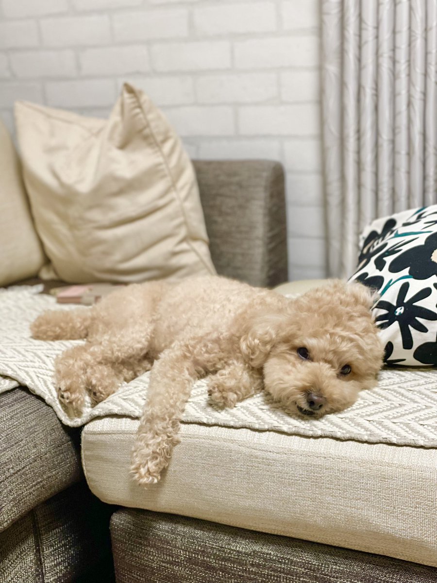T32MS7000's tweet photo. #愛犬
#犬
＃トイプードル 
＃プードル
#かわいいトイプードル
#puppy
#犬の居る暮らし
モモ、楽ちんだね！ https://t.co/EIb6kpJdMM
