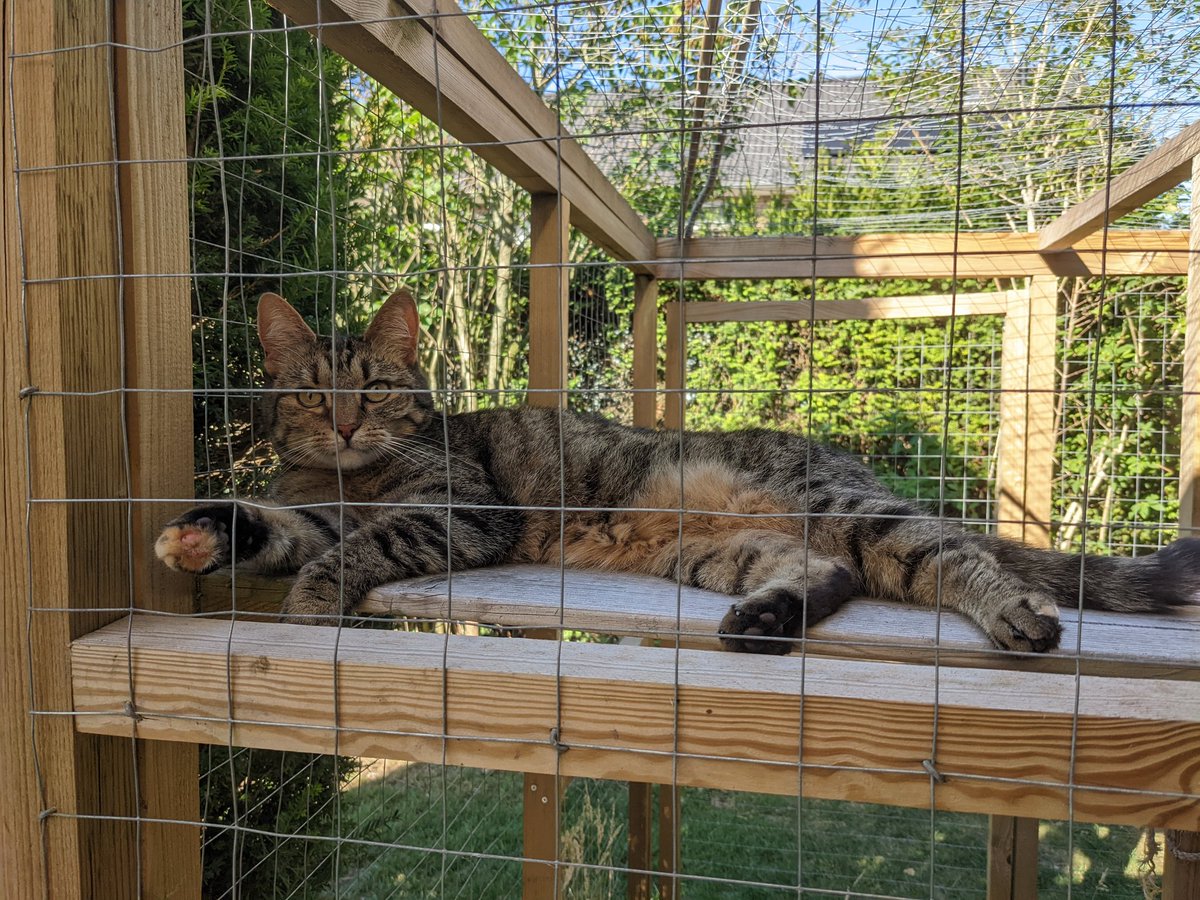 Saartje 😺👑❄ 🧶🧺 tweet media