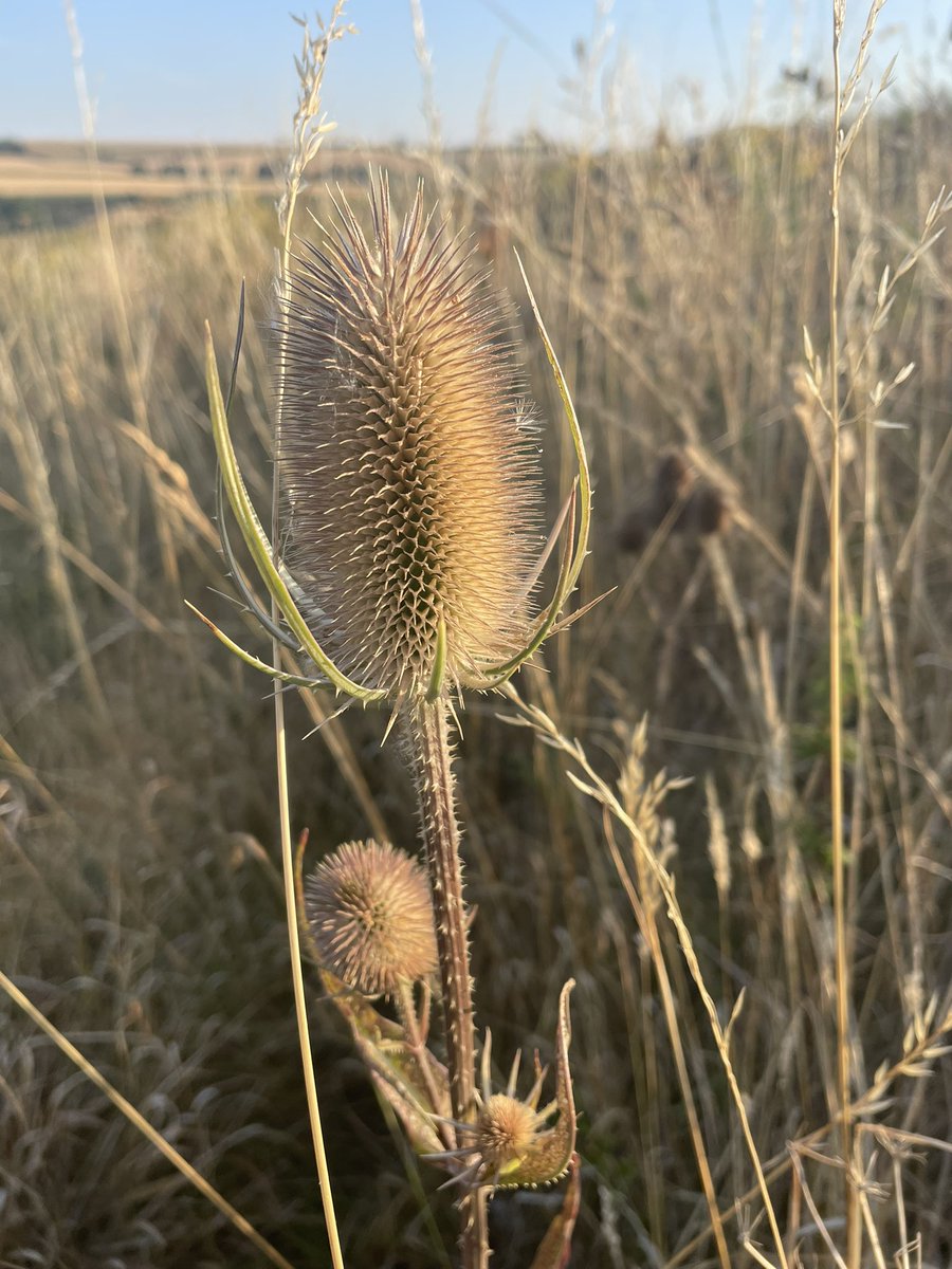 Spikehead007's tweet photo. The beauty of the working countryside #earlymorningwalks #appreciatewhatsonyourdoorstep https://t.co/X48IDmnbsu