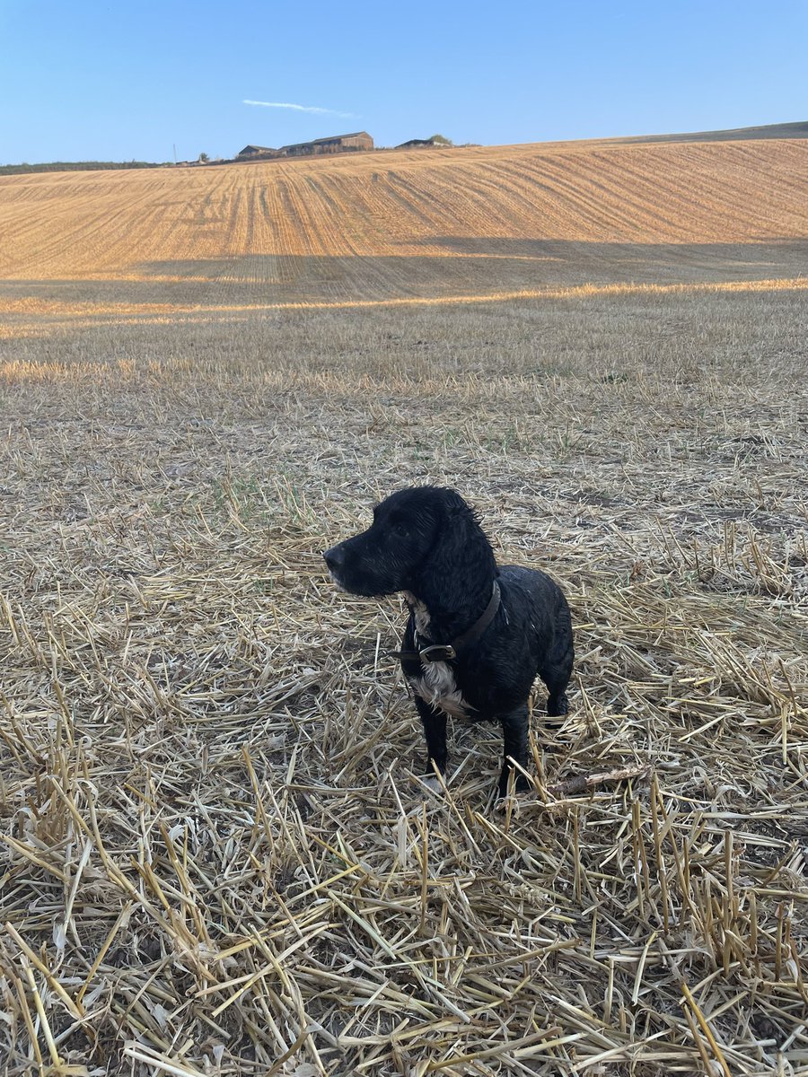 Spikehead007's tweet photo. The beauty of the working countryside #earlymorningwalks #appreciatewhatsonyourdoorstep https://t.co/X48IDmnbsu