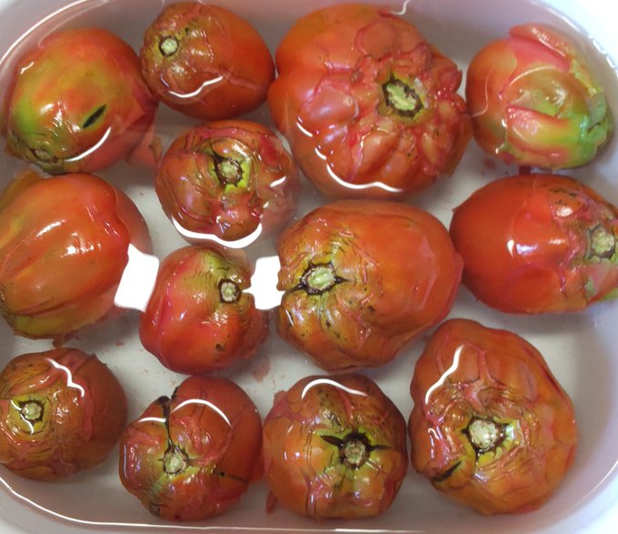 トマト収穫🍅
全部割れてしまっていたので湯剥きをして切って保存
おのれ長雨め😠 