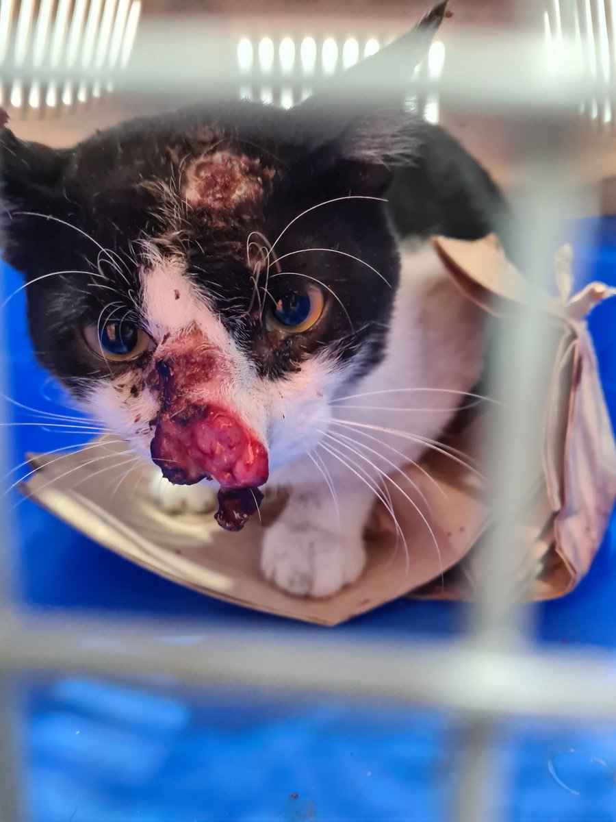ImranSyaffi's tweet photo. Looking for a fosterer who can take in a Sporo cat and take care of him. Treatment costs are covered. I just dn't hve the capacity for a Sporo cat. Please help to RT @Twt_Vets @twt_kucingmanja @kucingjalananMY @tattyhassan @ShyanShyanLee2 @frdsh_ @drimavet @DrAfiqS @HausofHilton https://t.co/7w9NE60b43