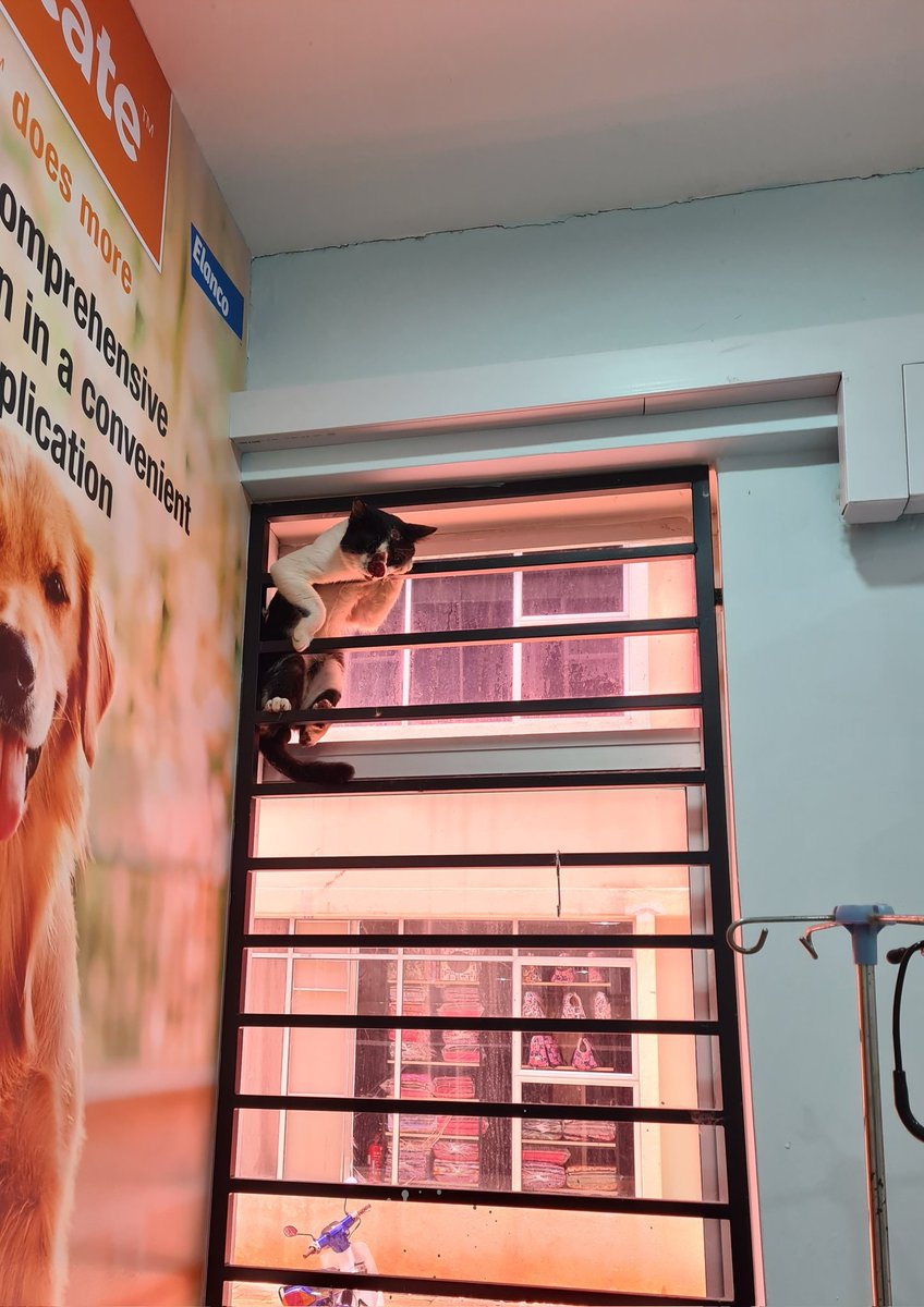ImranSyaffi's tweet photo. Looking for a fosterer who can take in a Sporo cat and take care of him. Treatment costs are covered. I just dn't hve the capacity for a Sporo cat. Please help to RT @Twt_Vets @twt_kucingmanja @kucingjalananMY @tattyhassan @ShyanShyanLee2 @frdsh_ @drimavet @DrAfiqS @HausofHilton https://t.co/7w9NE60b43