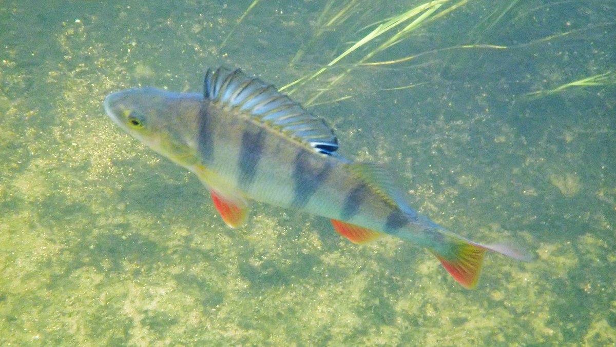numenini's tweet photo. There are some beautiful, good-sized Perch, some hanging around in small gangs, in the River Little Ouse upstream of Brandon.
#chalkstream #chalkstreams #brandon #RiverLittleOuse #littleouse #breckland #westsuffolk #norfolk #Suffolk #freshwaterfish #freshwaterfishes
2/5 https://t.co/YFAKWhFjAL
