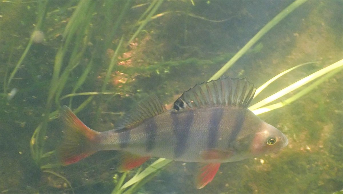 numenini's tweet photo. There are some beautiful, good-sized Perch, some hanging around in small gangs, in the River Little Ouse upstream of Brandon.
#chalkstream #chalkstreams #brandon #RiverLittleOuse #littleouse #breckland #westsuffolk #norfolk #Suffolk #freshwaterfish #freshwaterfishes
2/5 https://t.co/YFAKWhFjAL
