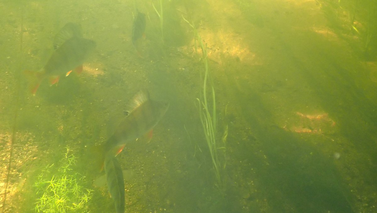 numenini's tweet photo. There are some beautiful, good-sized Perch, some hanging around in small gangs, in the River Little Ouse upstream of Brandon.
#chalkstream #chalkstreams #brandon #RiverLittleOuse #littleouse #breckland #westsuffolk #norfolk #Suffolk #freshwaterfish #freshwaterfishes
2/5 https://t.co/YFAKWhFjAL