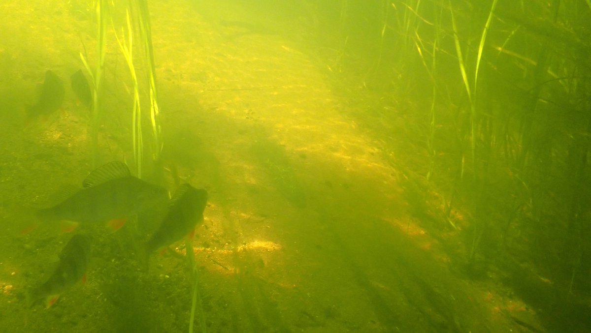 numenini's tweet photo. There are some beautiful, good-sized Perch, some hanging around in small gangs, in the River Little Ouse upstream of Brandon.
#chalkstream #chalkstreams #brandon #RiverLittleOuse #littleouse #breckland #westsuffolk #norfolk #Suffolk #freshwaterfish #freshwaterfishes
2/5 https://t.co/YFAKWhFjAL
