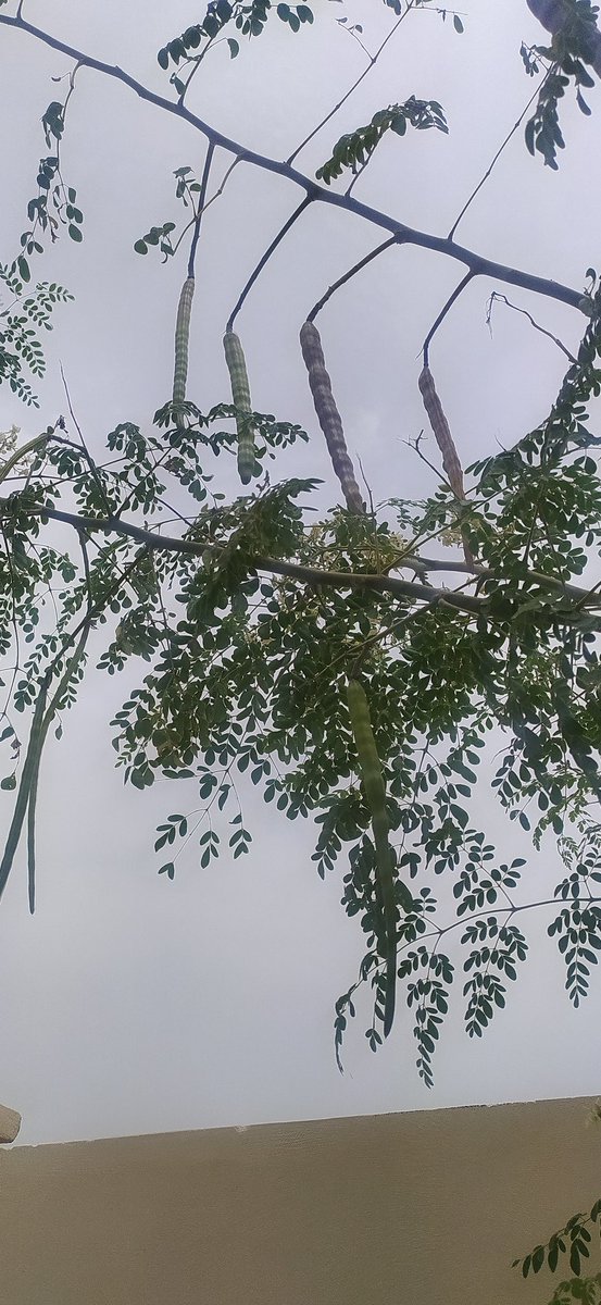 هلا المتابعين  .. 
اخباركم .. 
ابا أسالكم عن شجرة المورنجا بكون وهل لها فائده او يستفاد من ثمرها ..