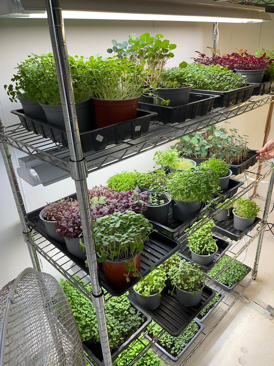 eurotoques_ire's tweet photo. We would like to welcome @RootUpIreland as a new Small Producer Member!Food Council Member @c_halpenny visited Friederike on her microgreen farm in Louth. She grows the mircogreens from seeds to germination organically &amp;all are hand watered &amp;managed by herself #chefsmeetproducers https://t.co/5t26Ztiby8
