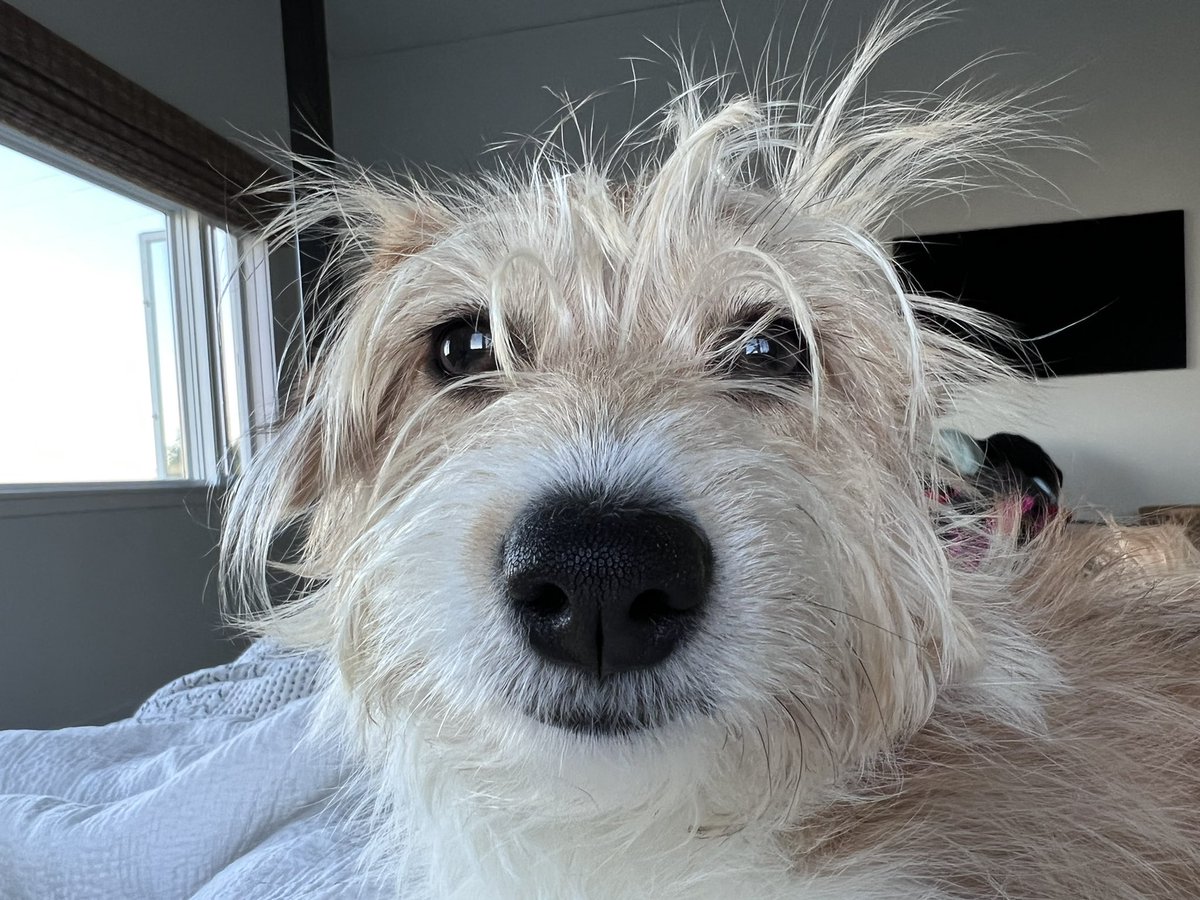 CryptoErin's tweet photo. Pepper’s hair embodies my feelings after the week. Hello weekend. https://t.co/V7GC2oPW0J