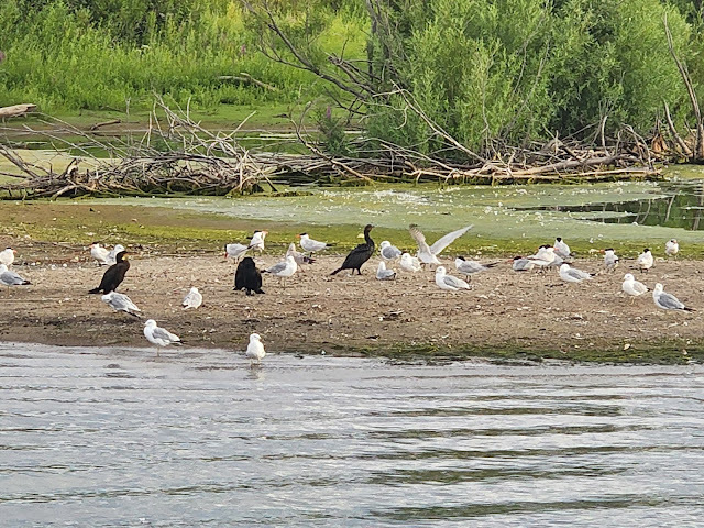 PhotoDorks's tweet image. Birds at Tommy Thompson Park in Toronto via @PhotoDorks photodorks.com/2022/08/birds-…