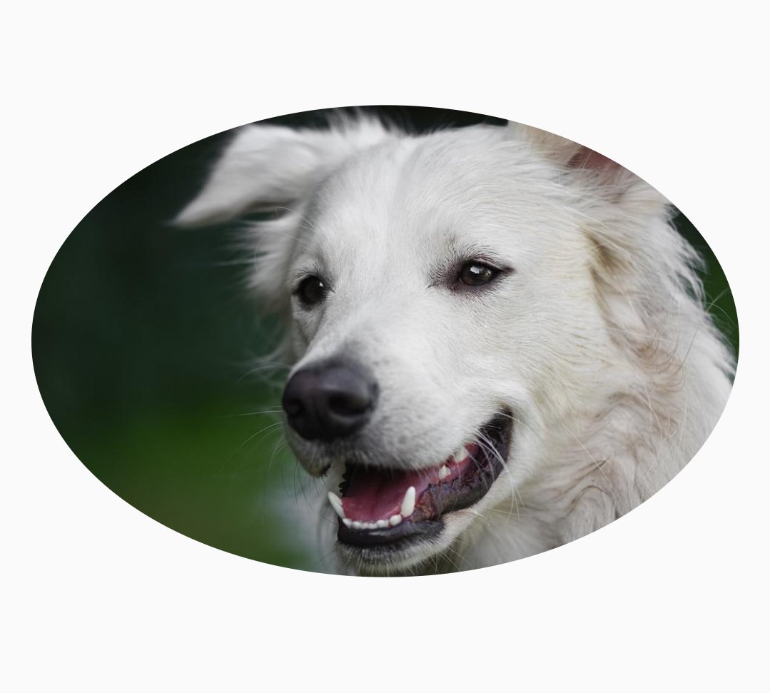 Dipak_Prasad1's tweet image. If you want to give an oval shape to any image in your flutter application use ClipOval.
#flutter #flutterWidget