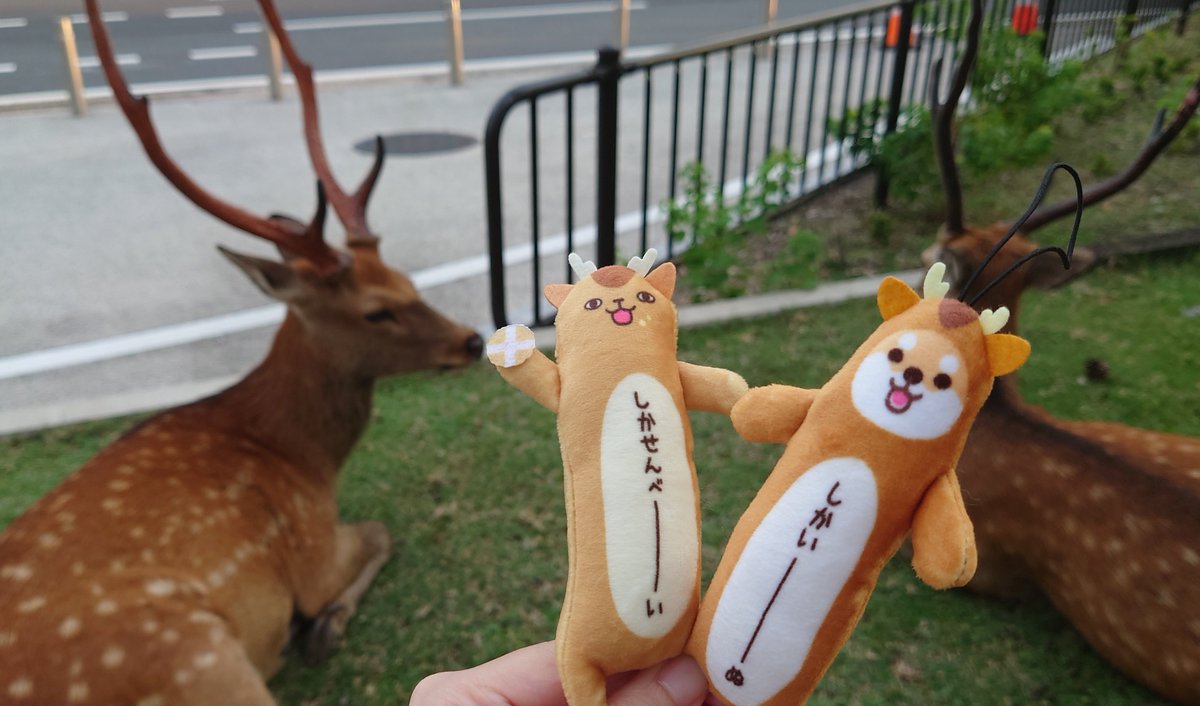 奈良新作！？ しばいーぬがコスチューム着てる… #のびねこ #のびアニマル