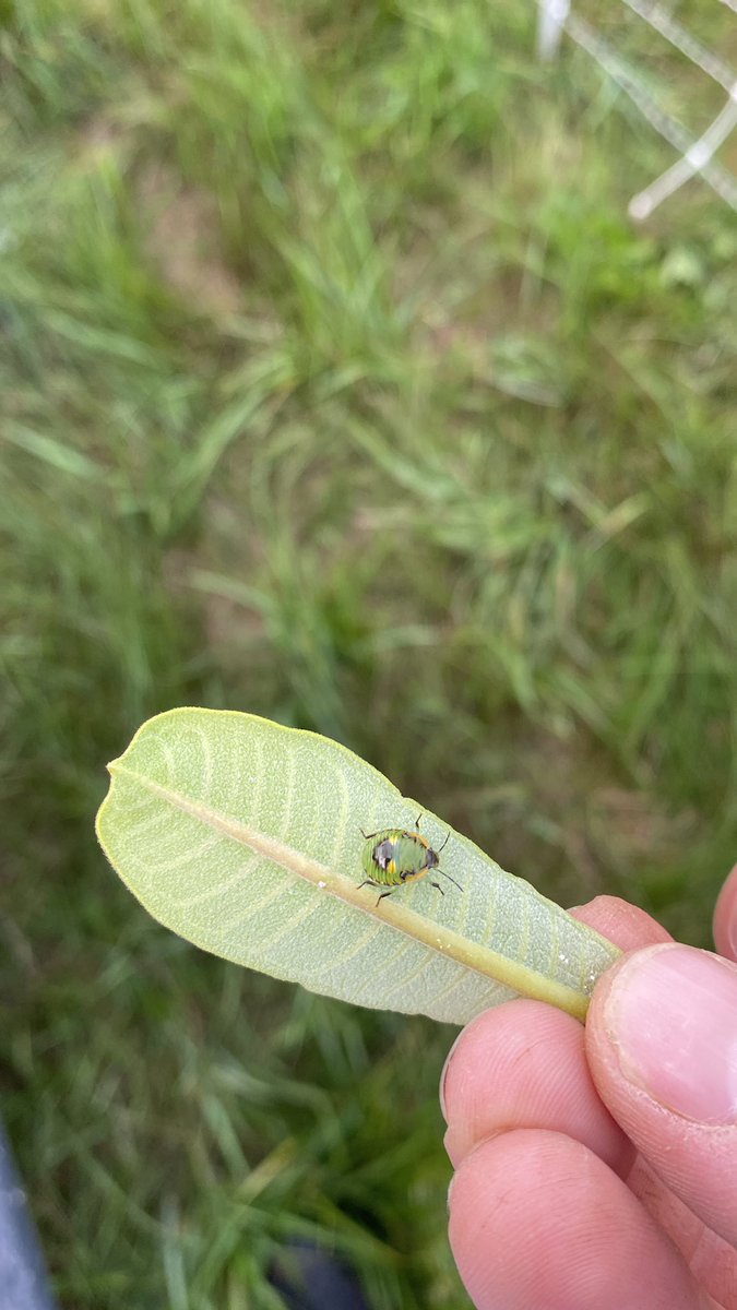 classymassy3505's tweet photo. Don’t know that I’ve seen these. Anyone know what they are? On a milkweed plant.
#pasturewalks https://t.co/956Q70Cb2E
