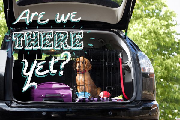 PurinaUK's tweet image. TAKE ME WITH YOU? 📍🐶 

Our #pawsomepals make excellent #travel companions!

🚗 Include frequent breaks for long car journeys, bring plenty of water and never leave your #dog in the car on warm days, even in the winter, as it can be fatal.

More tips: bit.ly/3JO7Kk3