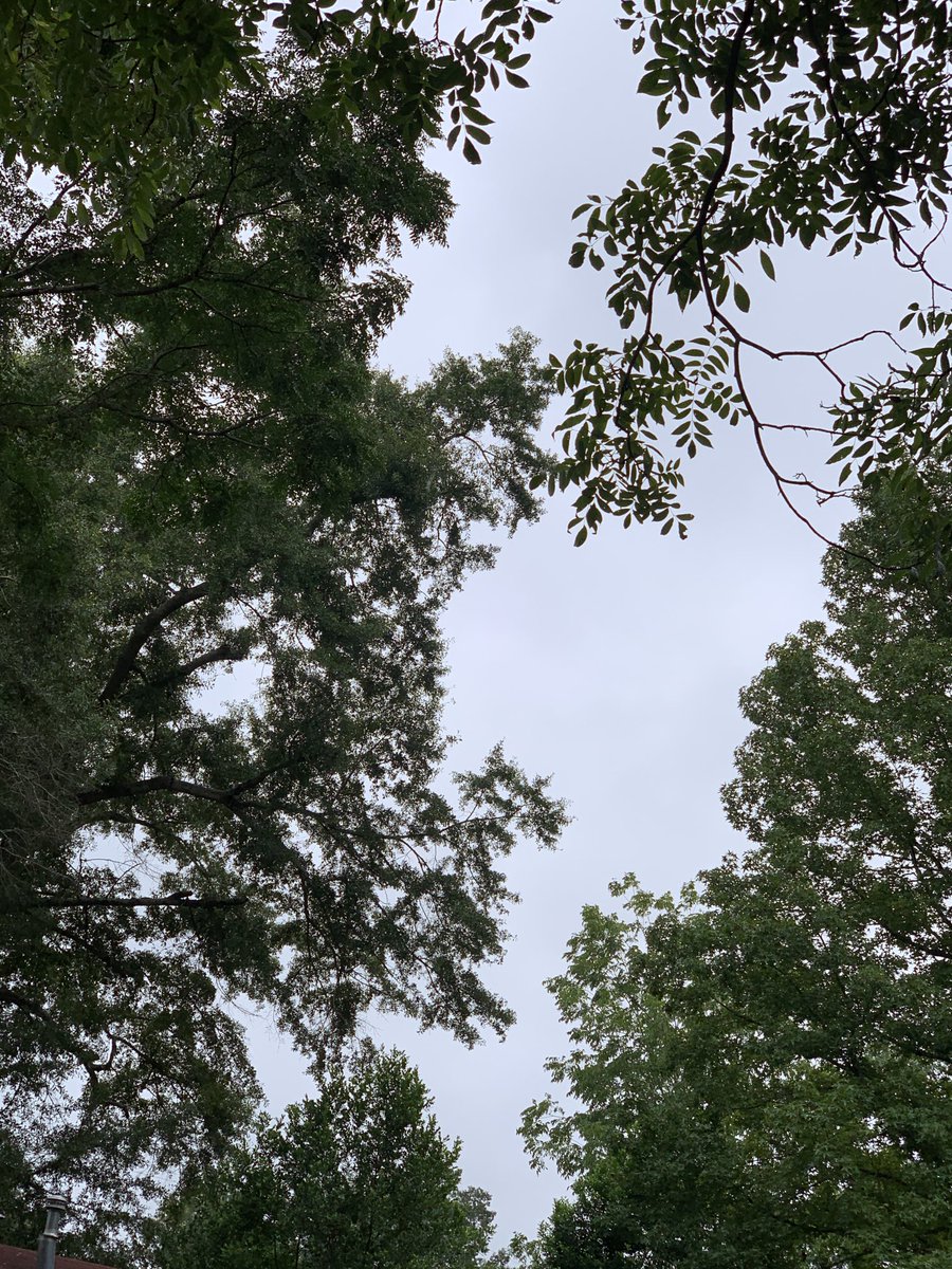 okamoto_sandra's tweet photo. Good morning, Columbus! #ColumbusGA #mydailyphoto #08/13/2022 #2022project #completelycloudy #nosignofsun #coolishbuthumid #tinybreeze #birdswakingup #neighborsdogsbarking #greenpecansfalling https://t.co/Lfka0rcwtW