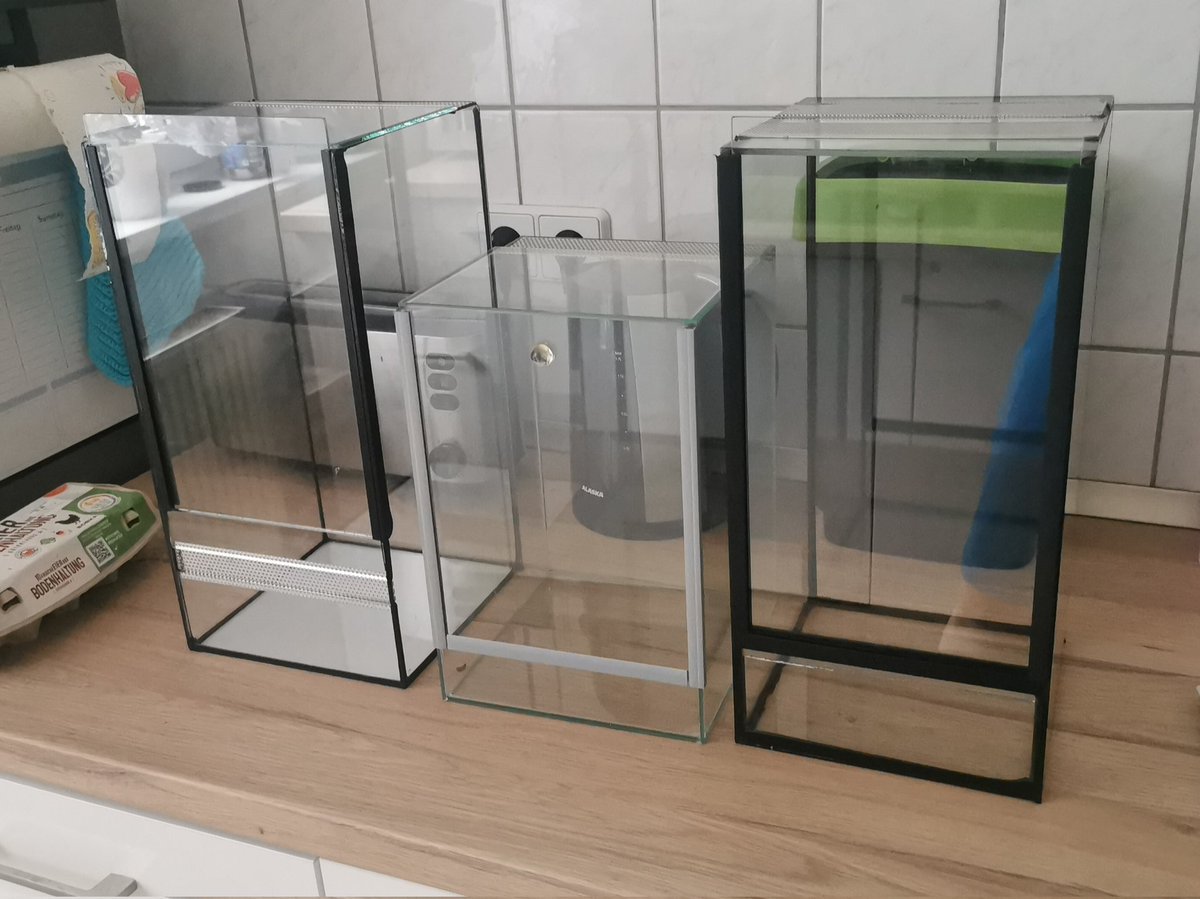 Schnäppchen bei ebay Kleinanzeigen 😍
5 € pro Stück. Ich freue mich. Bereit zum einrichten. Hans hat sich in der Nacht gehäutet und ist jetzt FH7. Da sollte das Endterrarium kein Problem sein.