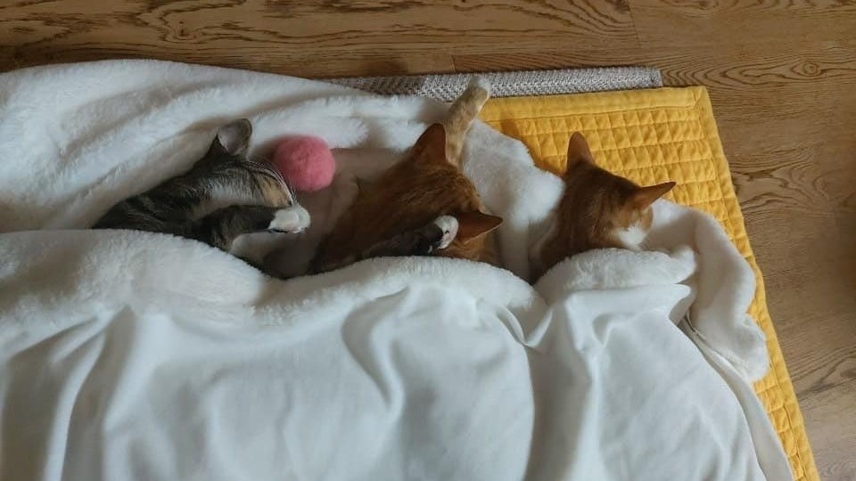 hanmingg's tweet photo. soondoongdo's birthdays 🐈🐈🐈‍⬛🎉

soonie: january 10
doongie: august 13
dori: december 22 https://t.co/hNbj5B4BuZ