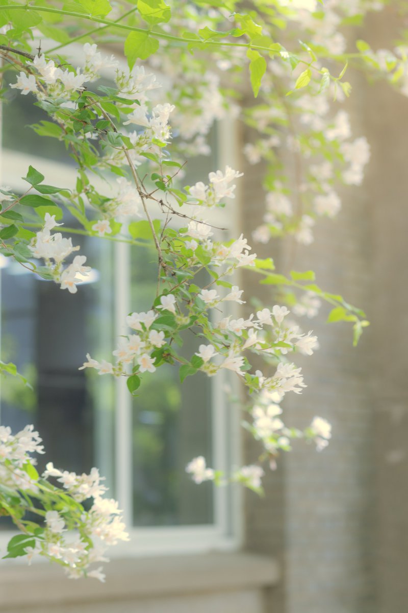 ☀️Good morning, dear #Pekingers and followers. The day is waiting for U!
📷Photo: Aogu Kailin  #PKUCampus