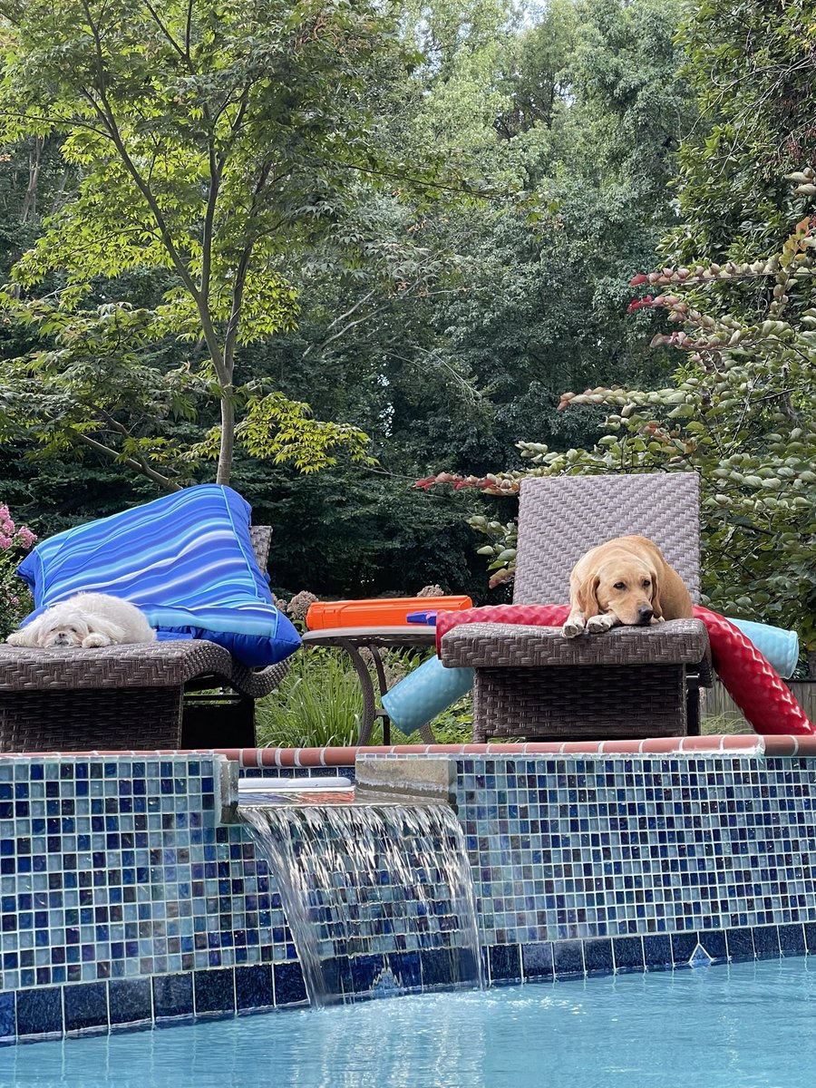eileen__merges's tweet photo. @TiffanyDCross Emma and Zoe say hi from their “lifeguard” perch! https://t.co/ncH1ss66Fj
