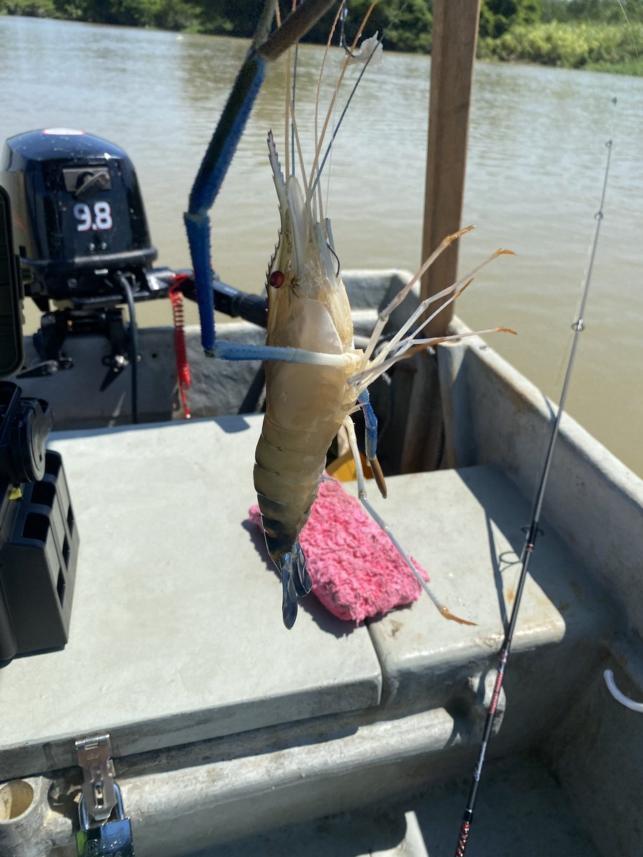 hazman_JD's tweet image. Prawning @ Sg Perak, Teluk Anson.