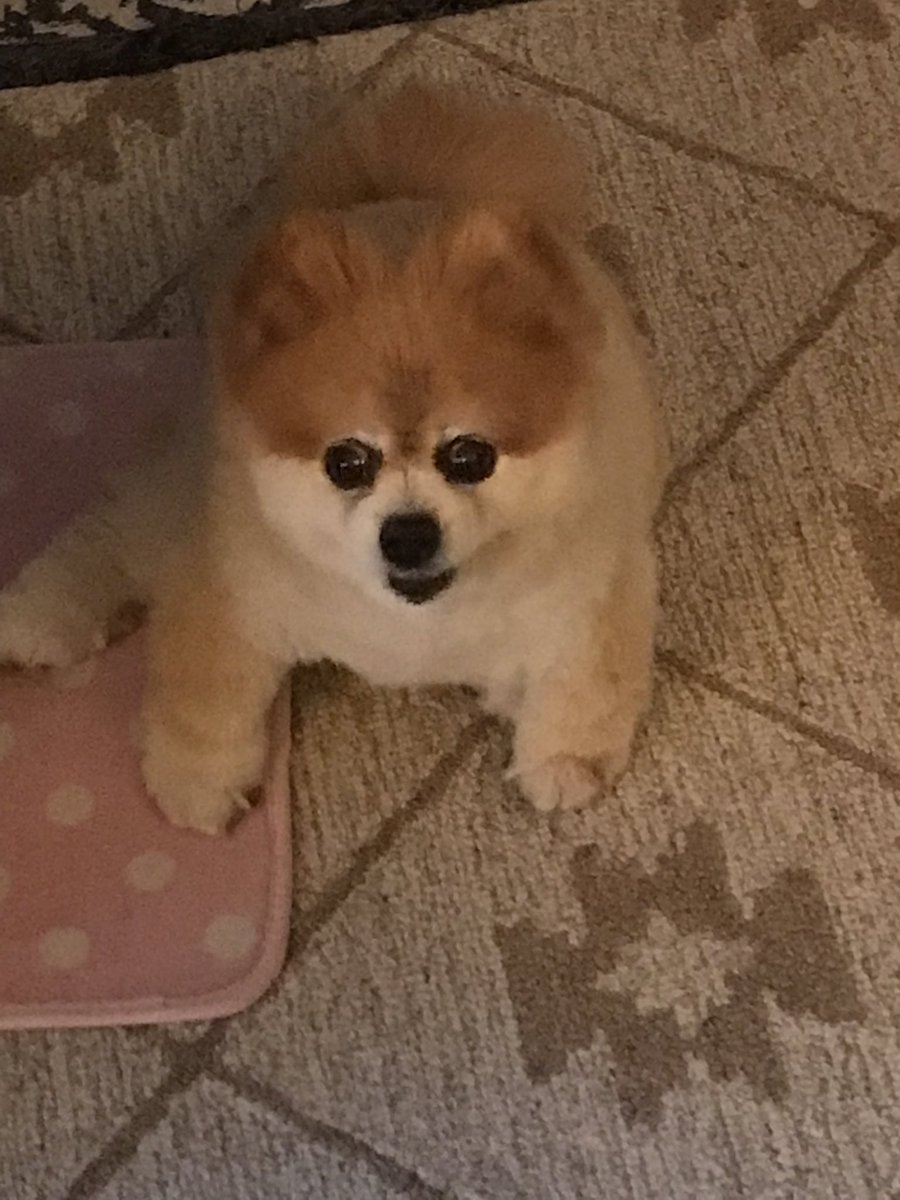 Starblader's tweet photo. @TiffanyDCross My little Izzy passed away suddenly before Memorial weekend. I’m still heartbroken 💔. Miss her so much. She was a rescue but came with a collapsing trachea. I had her for about 9 years. https://t.co/cpuUlIg6wI