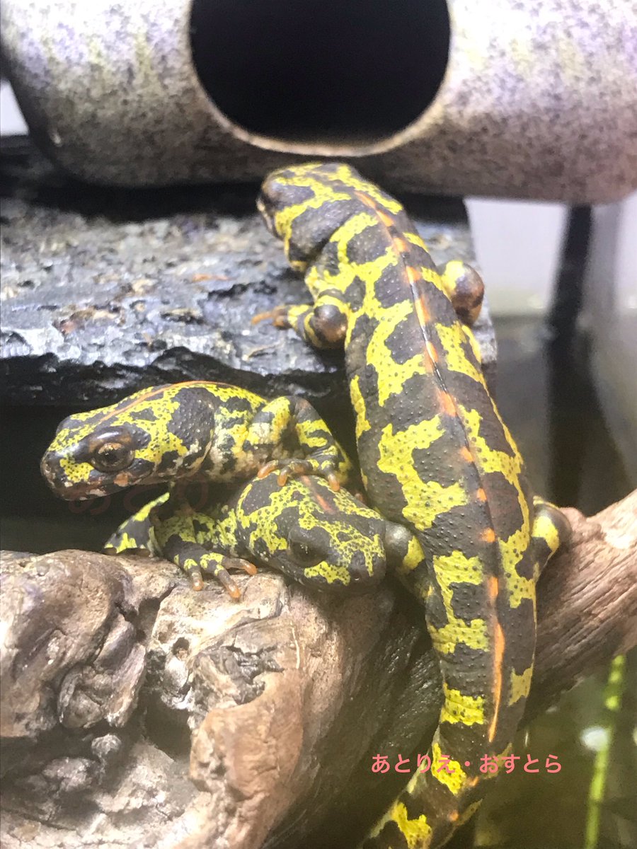 マダライモリとは 特徴や寿命 飼育に必要なものも併せて紹介 あにまろ る