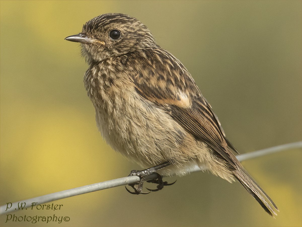 Canary and Juv  Schats recent zinc rd 
@teesbirds1 @WhitbyNats @WildlifeMag @Natures_Voice @wildlife @ynuorg @clevelandbirds @teeswildlife @TeesCoast @DurhamBirdClub @TeesmouthNNR @RSPBSaltholme @Bempton_Cliffs @YorkBirding @YWT_North
 #nodrivalpost