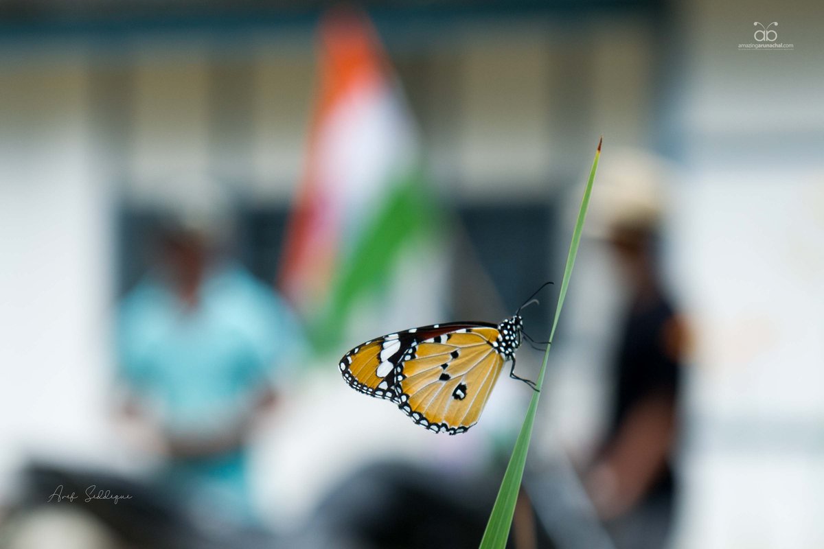 Jashn-E-Azadi - Butterflies &amp; Rainbows. 
#azadikaamritmahotsav2022 #HarGharTringa #ArunachalPradesh