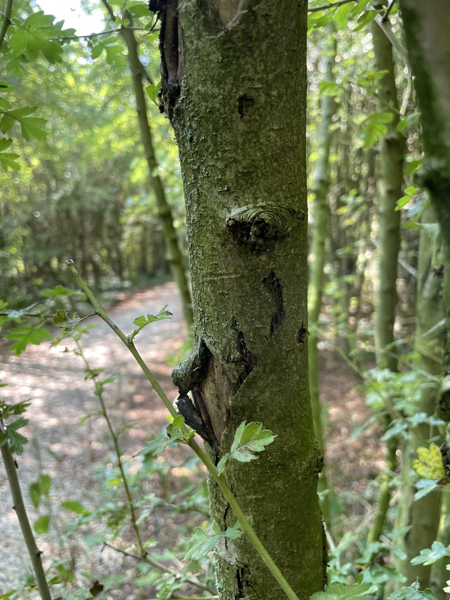 LittleNannysTG's tweet photo. We'll be forest bathing until 5pm today, so if you're need of a bit of greenery and a drink - and a bit of a treat then you know where we are 😁😁
#yorkshire #southyorkshire #forestbathing #woodland #cafe #teagarden #LNTG https://t.co/C4qAWE1wRq