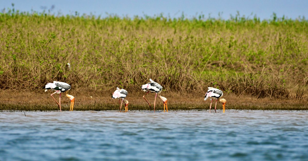 Lalit_ifs's tweet photo. #Hirakud #wetland now designated as #RamsarSite which spread across 3 districts of #Odisha with an area of 65400 Ha of high #conservation and #economic significance.Apart from Over 130 #bird species and 54 #fish species  recorded it promises high tourism and economic potential. https://t.co/jc4qiYBaEH