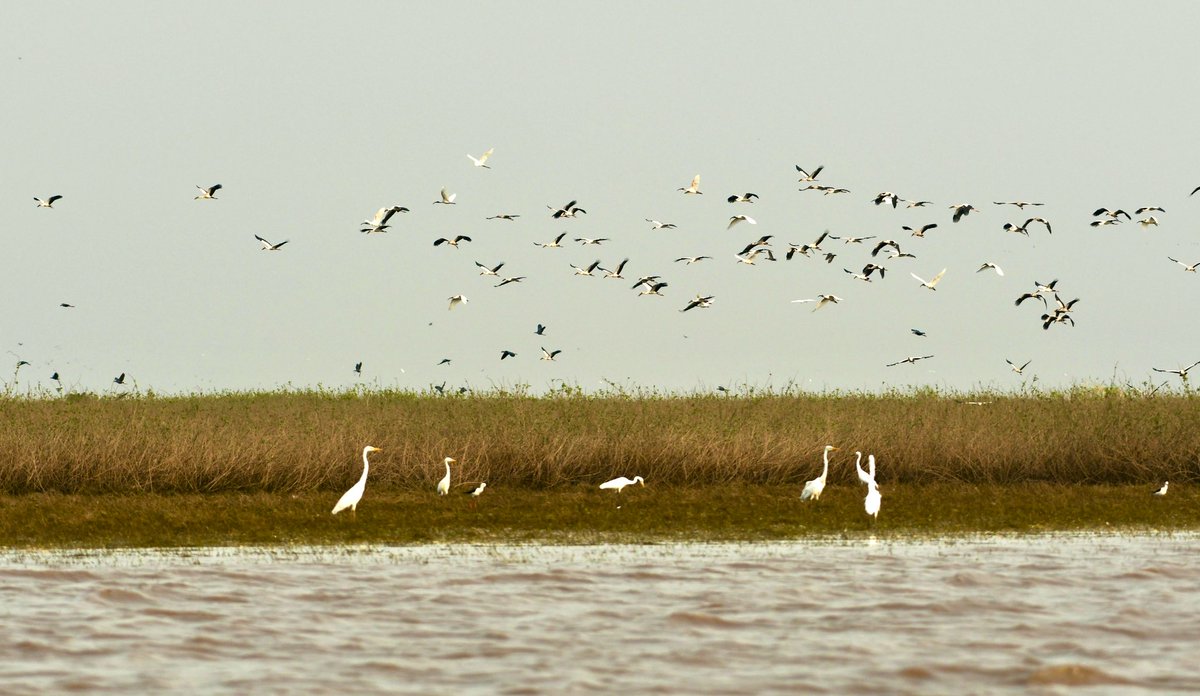 Lalit_ifs's tweet photo. #Hirakud #wetland now designated as #RamsarSite which spread across 3 districts of #Odisha with an area of 65400 Ha of high #conservation and #economic significance.Apart from Over 130 #bird species and 54 #fish species  recorded it promises high tourism and economic potential. https://t.co/jc4qiYBaEH