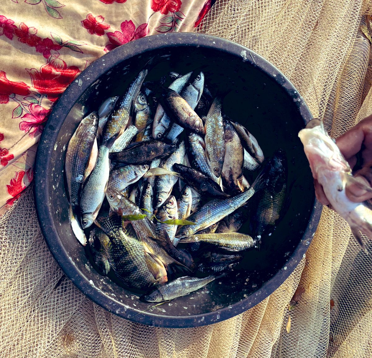 Lalit_ifs's tweet photo. #Hirakud #wetland now designated as #RamsarSite which spread across 3 districts of #Odisha with an area of 65400 Ha of high #conservation and #economic significance.Apart from Over 130 #bird species and 54 #fish species  recorded it promises high tourism and economic potential. https://t.co/jc4qiYBaEH