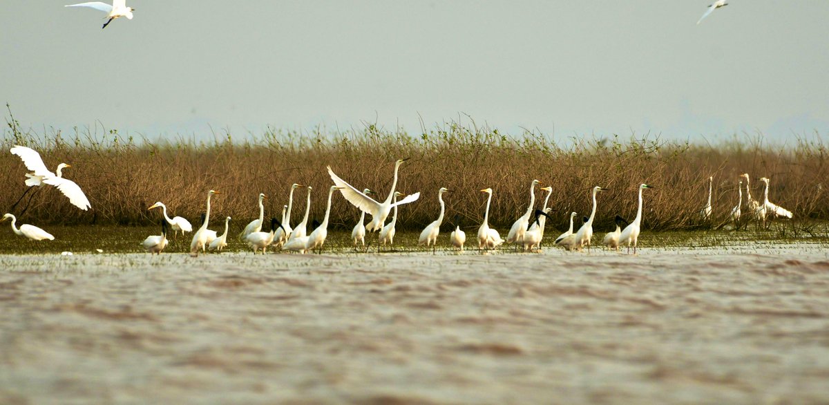 Lalit_ifs's tweet photo. #Hirakud #wetland now designated as #RamsarSite which spread across 3 districts of #Odisha with an area of 65400 Ha of high #conservation and #economic significance.Apart from Over 130 #bird species and 54 #fish species  recorded it promises high tourism and economic potential. https://t.co/jc4qiYBaEH