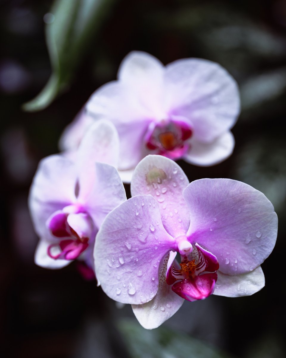 JennaM_Photo's tweet photo. Orchids are the one plant I have yet to be able to keep alive. Sigh. Any tips on them?

.
.
.

#kyphotography #kyphotographer #kysmallbusiness #kysmallbiz #louisvilleartist #louisvillesmallbiz #louisvillesmallbuisiness #louisvillephotographer #artcollector #artlovers #sellingartp https://t.co/izB6jk5EFe