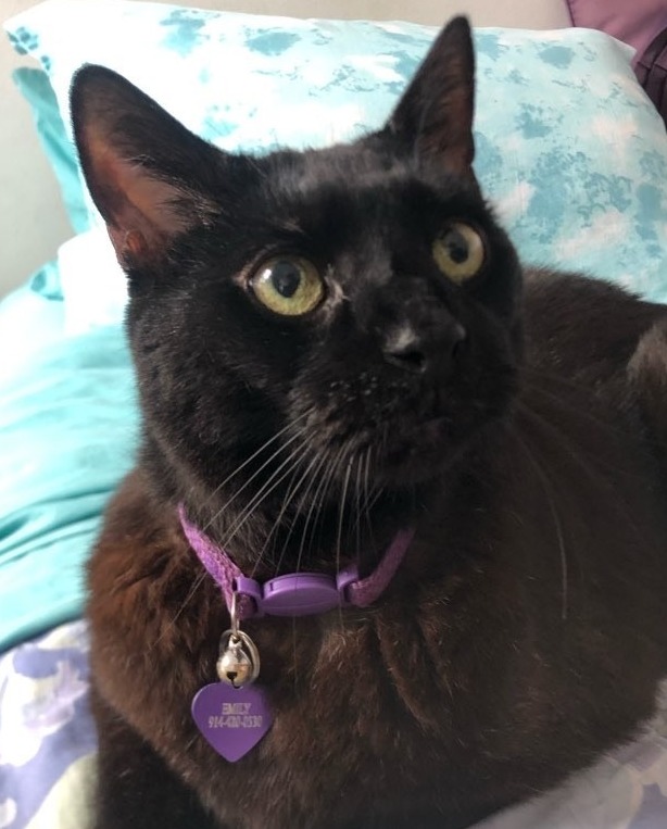 pooch_nyc's tweet photo. Gorgeous Bagheera wishes you a Happy #CATurday! .
.
.
.
.
#nyccats #catsofnyc #catsoftheues #uescats #catsoftheuws #uwscats #nyccatsitter #uescatsitter #citykittysitters #uwscatsitting #uescatsitting #hireapetcarepro #nyccatsitter #uwspetcare #uespetcare #theperfectpoochnyc https://t.co/2sOCghfzes