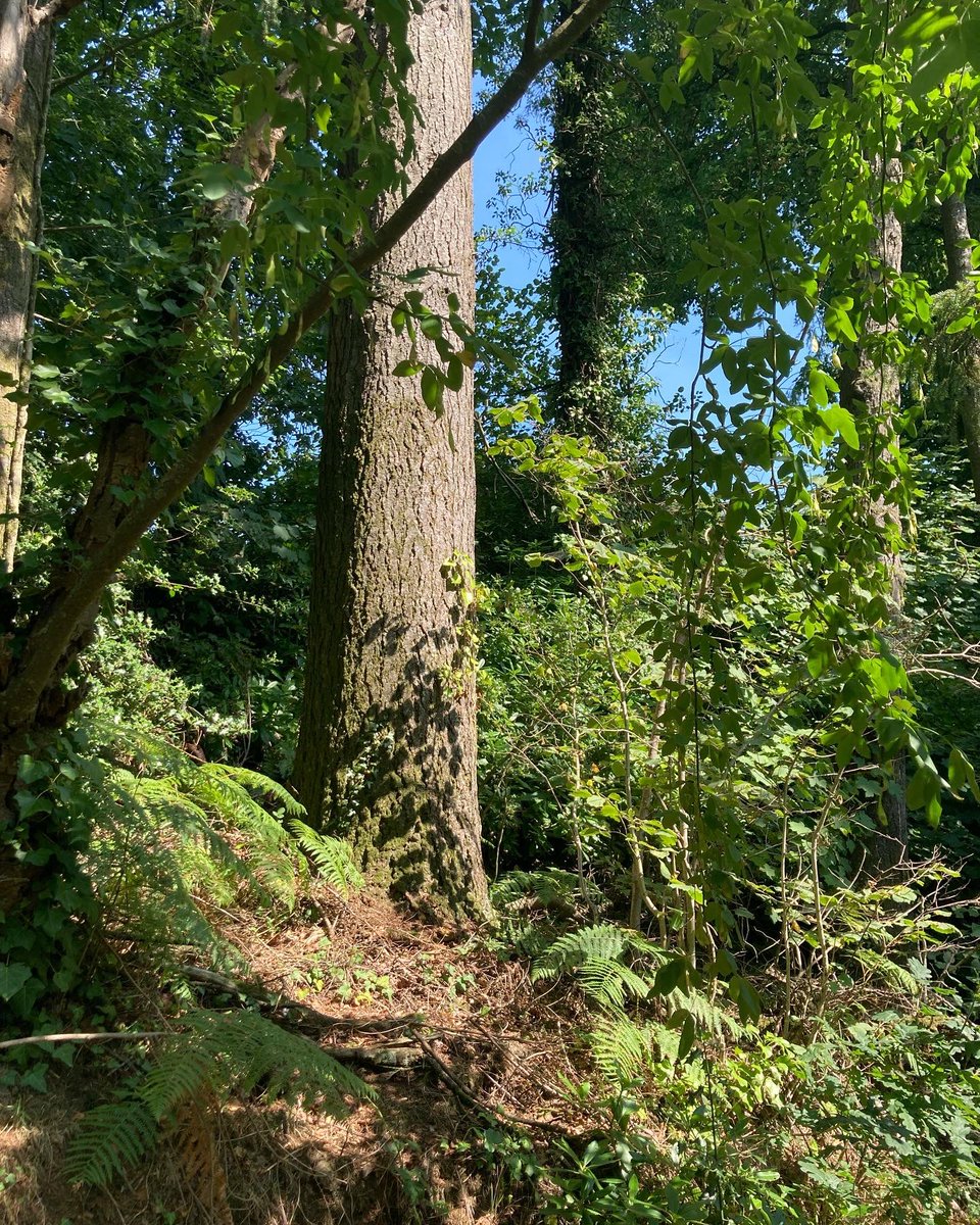 Arbor_Culture's tweet photo. Welsh Douglas Fir 🏴󠁧󠁢󠁷󠁬󠁳󠁿 https://t.co/iZI9NtQzal