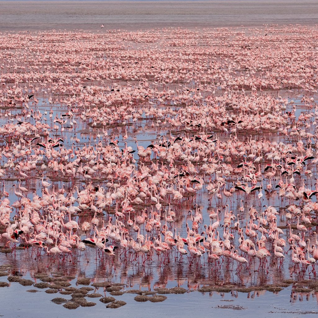 AnimalThen's tweet photo. Thousands of Lesser #Flamingos
are #gathering in #Tanzania .

.
.
.
#LesserFlamingo #PinkBirds
#TanzaniaWildlife #TanzaniaAnimals #TanzaniaBirds

#Nature #NatureLovers
#NatureLove
#WildlifeFriend #WildlifeTour
#AfricaTravel
#AnimalLovers #AnimalAddicts
#LearnEnglish https://t.co/sho1OG9dyK