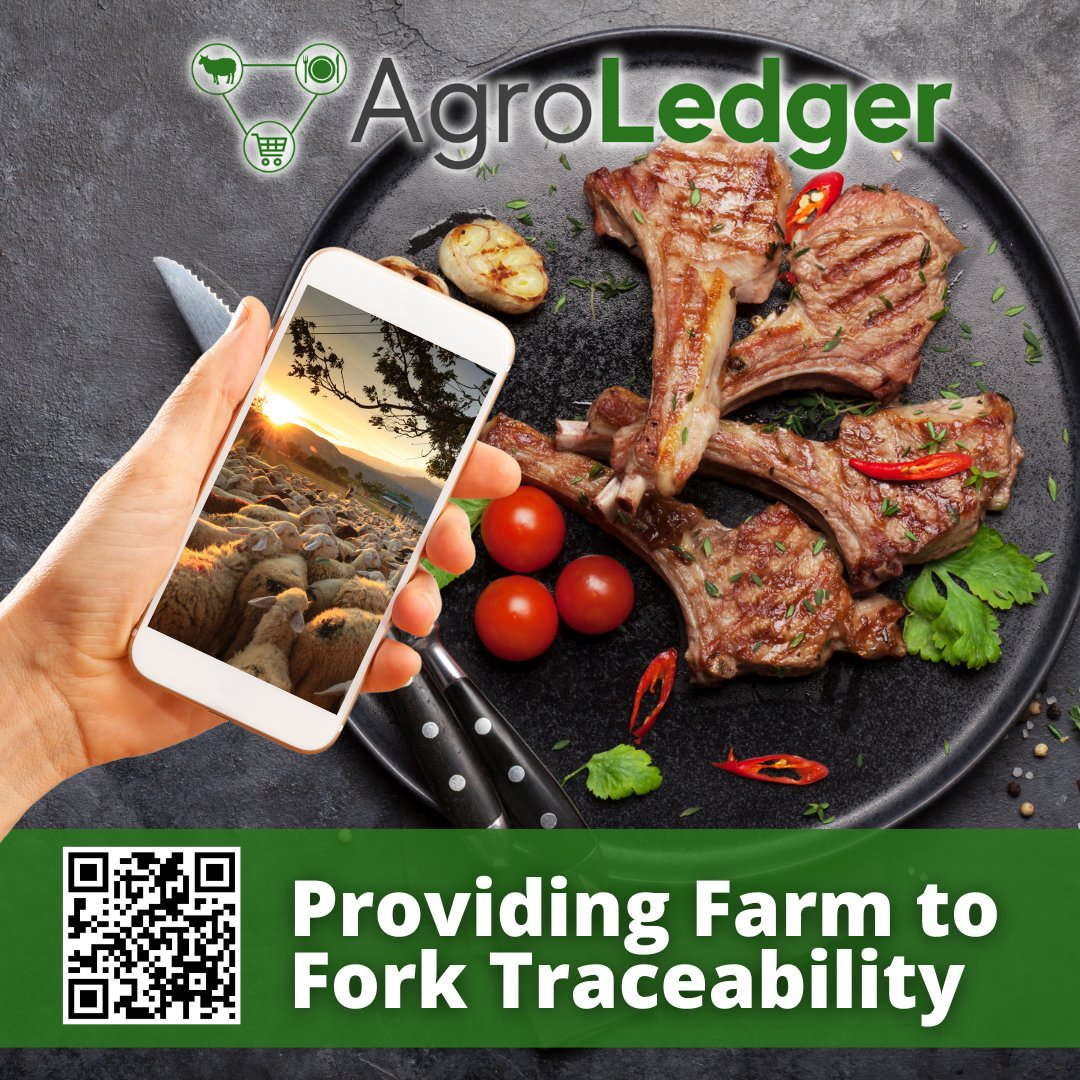 AgroLedger's tweet photo. #AgroLedger has created an all-new meaning to #FarmtoFork by connecting consumers directly to the producers!

Utilizing tech like QR Codes, consumers will now be able to view where their lamb came from!

https://t.co/2ZlDubWfND

#sheep #farming #farmtotable #qrcode #lambs https://t.co/3Yd5n8i4B3