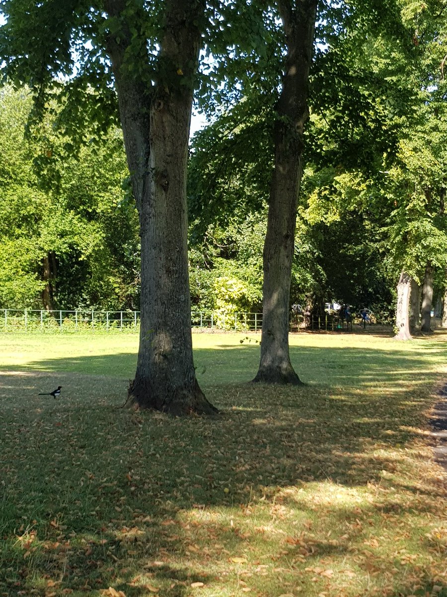 JulieGr75097209's tweet photo. Another wee stop in the backyard β€
#parklife
#shadytrees
@BirkenheadPark1 https://t.co/bTtqLVGlCA
