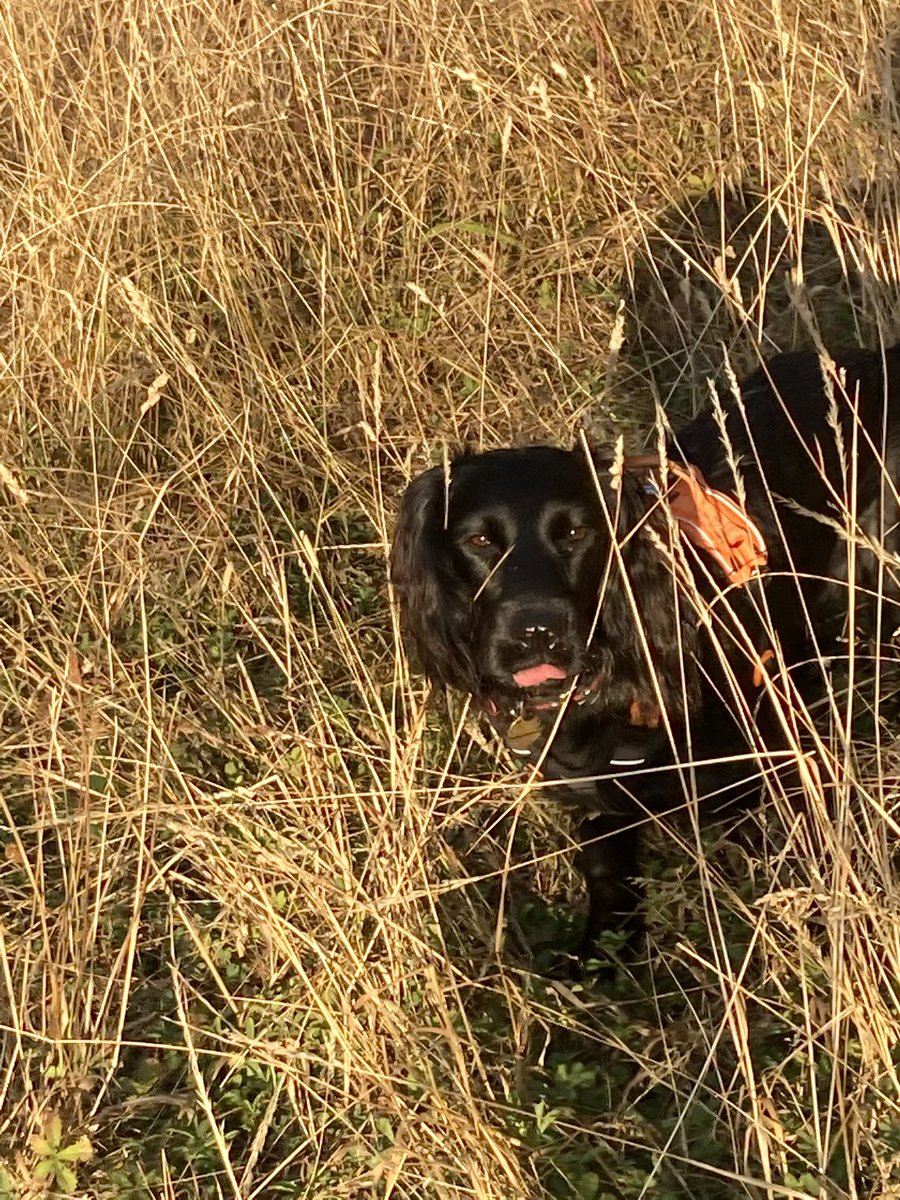 PiperSprocks's tweet photo. Morning everywun; woz not heer yesterday was on trayns with hoomum visiting famly. Back out urly today before too hot. Big tail wagz to all noo frendz heer. ❤️ 🐾 #dogsoftwitter #spocker https://t.co/DZv1lHXm8b