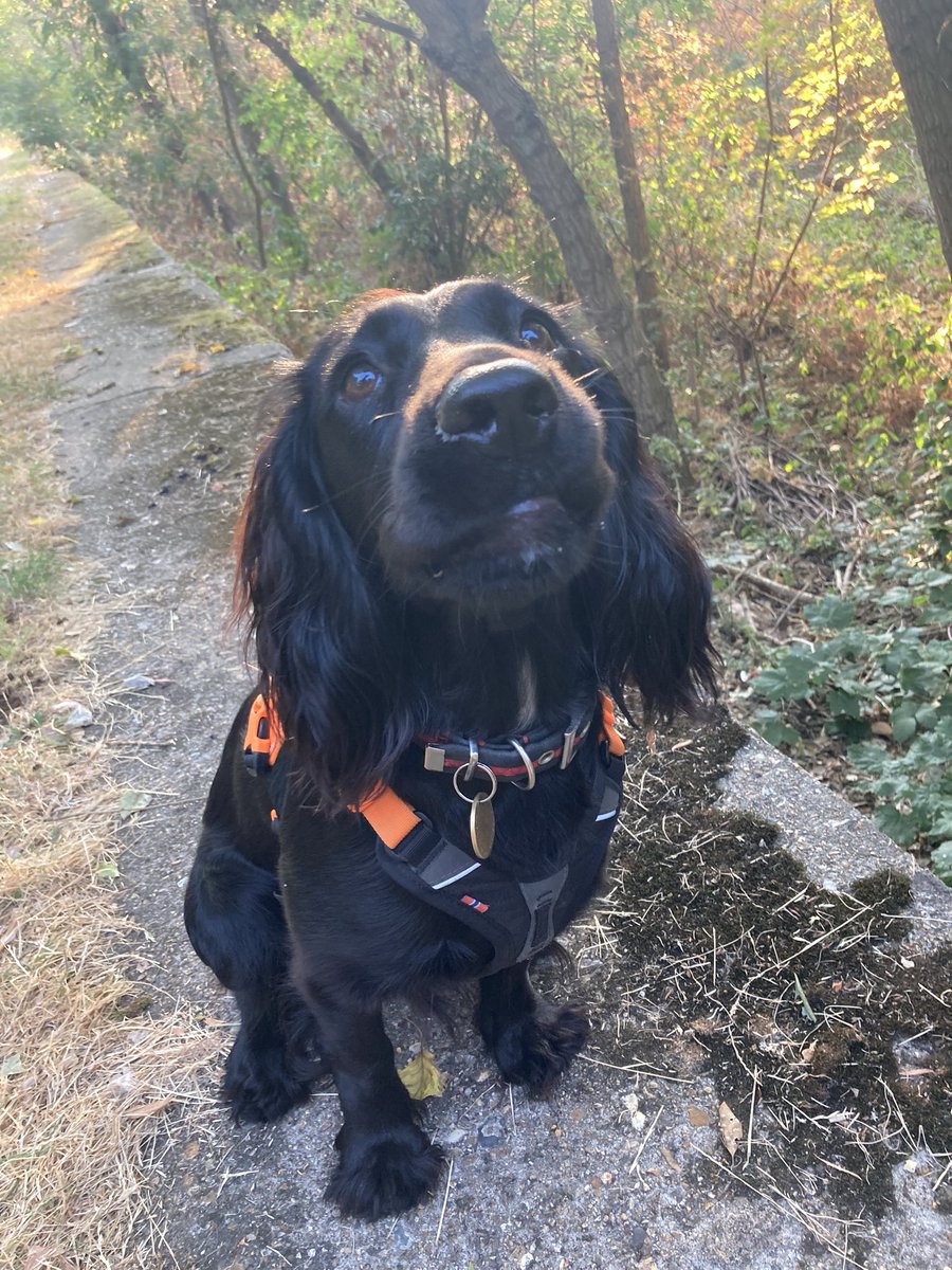 PiperSprocks's tweet photo. Morning everywun; woz not heer yesterday was on trayns with hoomum visiting famly. Back out urly today before too hot. Big tail wagz to all noo frendz heer. ❤️ 🐾 #dogsoftwitter #spocker https://t.co/DZv1lHXm8b
